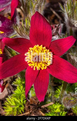 Pulsatilla vulgaris 'Pinwheel Dark Red Shades' plante à fleurs de printemps communément connue sous le nom de Pasque fleur qui est en fleur pendant mars et avril, St Banque D'Images