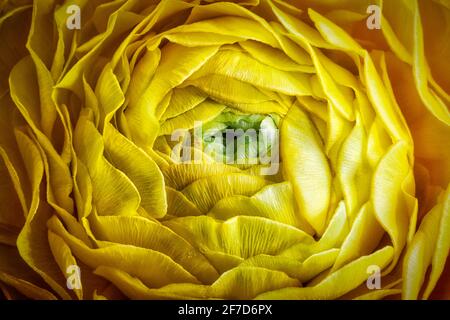 FLORE: Perse Buttercup (lat. Ranunculus asiaticus) Banque D'Images