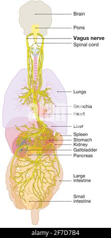 L'illustration 3D montre le cerveau et le nerf vagus actif (Dixième nerf crânien ou CN X) Banque D'Images