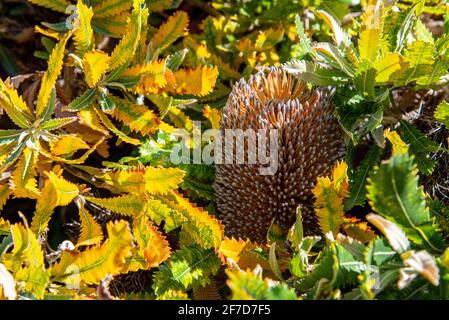 Belle fleur au jardin botanique de Wellington, Nouvelle-Zélande Banque D'Images