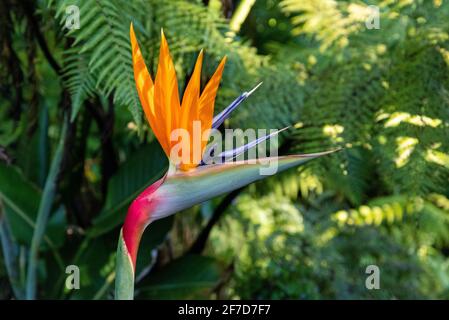 Belle fleur au jardin botanique de Wellington, Nouvelle-Zélande Banque D'Images