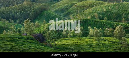 Les plantations de thé Munnar avec brouillard tôt le matin au lever du soleil. Kerala, Inde Banque D'Images