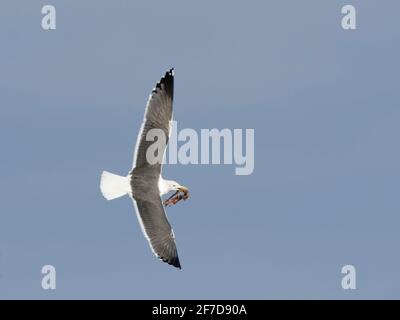 Le petit guette à dos noir (Larus fuscus) volant avec les restes d'un rat brun (Rattus norvegicus), Wiltshire, Royaume-Uni, février. Banque D'Images