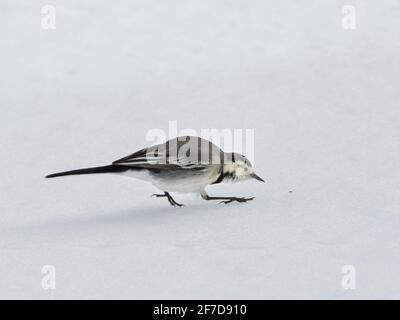 Papilon (Motacilla alba) en hiver, recherche de petites mouches mortes sur des prairies enneigées, Wiltshire, Royaume-Uni, janvier. Banque D'Images