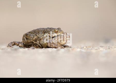 Un crapaud mâle et femelle (Bufo bufo) pendant la migration traversant la rue Banque D'Images