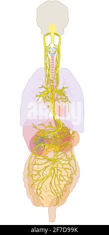 L'illustration 3D montre le cerveau et le nerf vagus actif (Dixième nerf crânien ou CN X) Banque D'Images