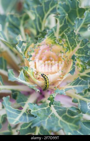 Tête de chou d'ornement endommagée par la larve du papillon blanc de chou (Pieris rapae). Gros plan de la chenille sur les feuilles - insecte nuisible causant des dommages énormes à Banque D'Images