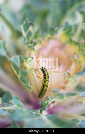 Tête de chou d'ornement endommagée par la larve du papillon blanc de chou (Pieris rapae). Gros plan de la chenille sur les feuilles - insecte nuisible causant des dommages énormes à Banque D'Images