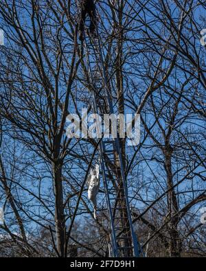 Un cygne mort est libéré et tombe des branches dans les arbres au-dessus d'un terrain de jeu dans le parc St. James' à Londres. Banque D'Images