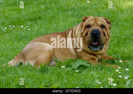 Shar Pei chien de combat chinois montrant des rides Banque D'Images