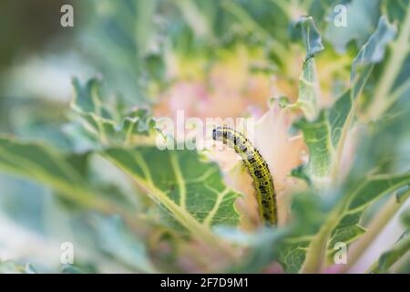 Tête de chou d'ornement endommagée par la larve du papillon blanc de chou (Pieris rapae). Gros plan de la chenille sur les feuilles - insecte nuisible causant des dommages énormes à Banque D'Images