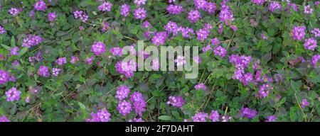 Lantana montevidensis, varbenaceae Banque D'Images