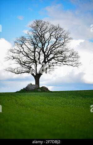 un arbre sans feuilles et herbe verte et grosses pierres empilé près de l'arbre à partir du champ environnant Banque D'Images