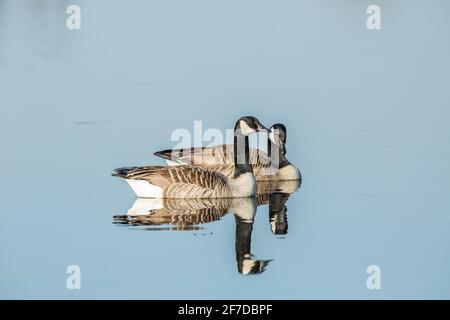 Deux bernaches du Canada, Branta canadensis, nagent côte à côte avec une belle réflexion dans l'eau bleue ondulée Banque D'Images