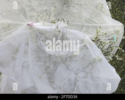 Les arbres fruitiers enveloppés de molleton horticole pour protéger la fleur peuvent ressembler à des apparitions fantomatiques dans le jardin; un jardin anglais, avril 2021 Banque D'Images