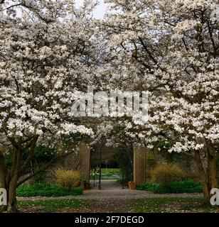 magnolia kobus,fleurs,fleurs,fleurs,fleurs,fleurs,Magnolias,fleurs blanches,parfum,arbres,parfum,printemps dans le jardin,belvédère,girouette,domaine de farmleigh,muré Banque D'Images