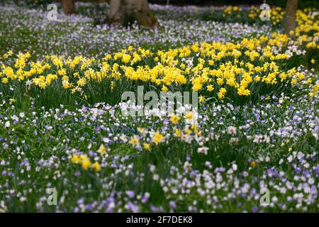 Narcisses naturalisées,narcissi,jondil,jondils,anemone blanda,pelouse,herbe,naturaliser,prairie,printemps dans teh gardenwhite et jaune jonquille pelouse,RM FL Banque D'Images