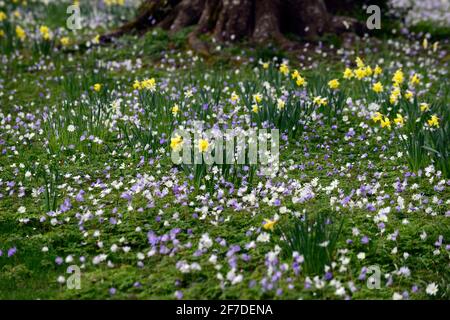 Narcisses naturalisées,narcissi,jondil,jondils,anemone blanda,pelouse,herbe,naturaliser,prairie,printemps dans teh gardenwhite et jaune jonquille pelouse,RM FL Banque D'Images