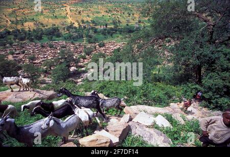 Berger avec un bétail de chèvre qui va vers l'escarpement de Bandiagara, Tielli, dans le cercle de Bandiagara, pays Dogon, Mali Banque D'Images