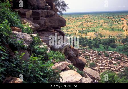 Berger avec un bétail de chèvre qui va vers l'escarpement de Bandiagara, Tielli, dans le cercle de Bandiagara, pays Dogon, Mali Banque D'Images