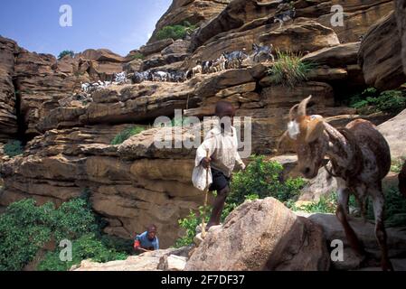 Berger avec un bétail de chèvre qui va vers l'escarpement de Bandiagara, Tielli, dans le cercle de Bandiagara, pays Dogon, Mali Banque D'Images