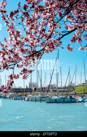 bateaux à voile avec de beaux arbres roses fleuris à côté du lac Balaton à Balatonfured . Banque D'Images
