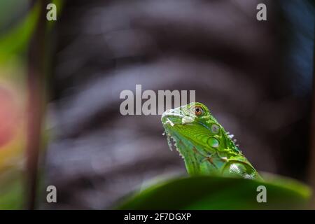 Un jeune iguane vert sous le soleil à Singapour. Banque D'Images