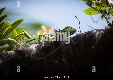 Un jeune iguane vert sous le soleil à Singapour. Banque D'Images