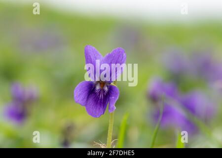 Photo macro d'un violet anglais (alto odorata) fleur en fleur Banque D'Images