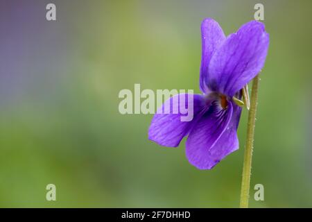 Photo macro d'un violet anglais (alto odorata) fleur en fleur Banque D'Images