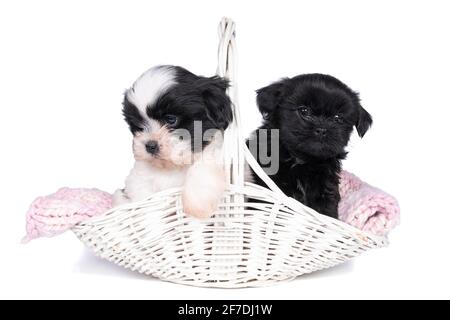 Deux chiots shih tzu de 5 semaines assis dans un panier en osier isolé sur fond blanc Banque D'Images