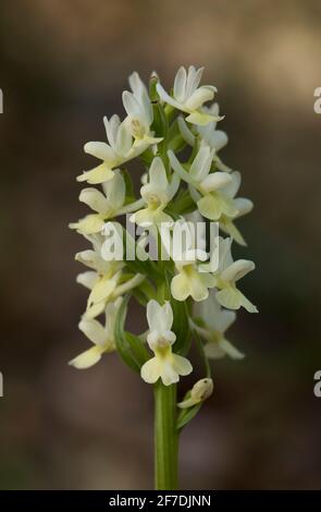 Dactylorhiza sulfurea, orchidée sauvage de la région méditerranéenne, Andalousie, Espagne. Banque D'Images