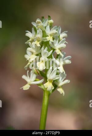 Dactylorhiza sulfurea, orchidée sauvage de la région méditerranéenne, Andalousie, Espagne. Banque D'Images