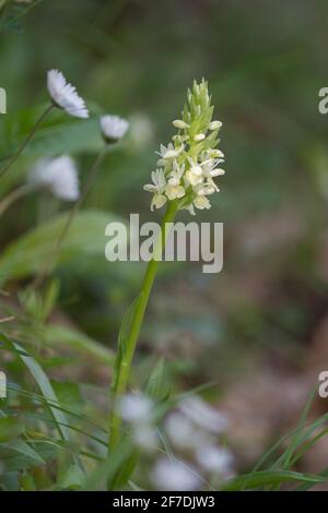 Dactylorhiza sulfurea, orchidée sauvage de la région méditerranéenne, Andalousie, Espagne. Banque D'Images