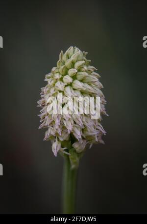 Orchidée à fleurs denses, Neotinea maculata, gros plan de la fleur, Andalousie, Espagne. Banque D'Images