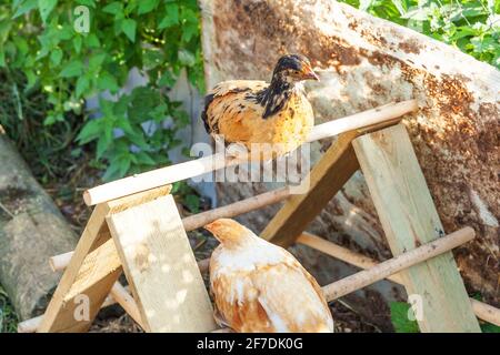 Poulet en liberté sur une ferme animale biologique qui broutage librement dans la cour sur fond de ranch. Les poules se broutent dans une ferme écologique naturelle. Bétail moderne Banque D'Images