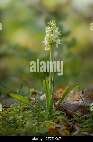 Dactylorhiza sulfurea, orchidée sauvage de la région méditerranéenne, Andalousie, Espagne. Banque D'Images