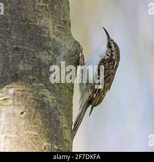 Treecreeper se nourrissant de petits insectes dans un arbre de jardin Banque D'Images