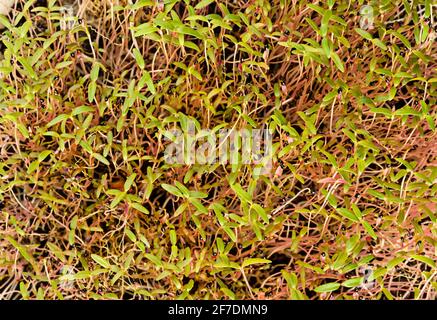 Amaranth pousses avec des manteaux de graines noires, d'en haut. Prêt à manger des micro-verts d'Amaranthus. Pousses vertes, semis, jeunes plantes et feuilles. Banque D'Images