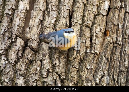 Nuthatch eurasien oiseau ou nuthatch de bois (Sitta europaea) Sur l'écorce de frêne Banque D'Images