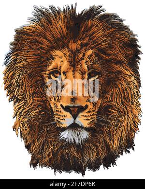 tête de lion sur fond blanc Illustration de Vecteur