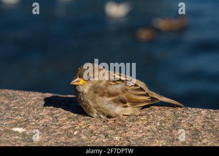 portrait détaillé d'une maison en plein air. Passer domesticus. Peu de sparkle agile se baquant au soleil sur une surface de granit avec de la mousse. A Banque D'Images