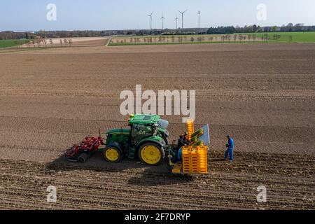 Culture de légumes, les plants de céleri sont plantés dans le champ avec une machine de plantation, Niederkrüchten, NRW, Allemagne, Banque D'Images