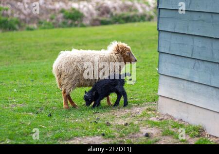 Mère blonde mouton Ouessant avec agneau noir. Heure de printemps Banque D'Images