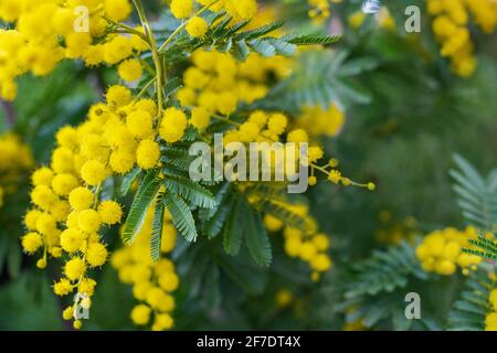 Arbre Mimosa avec des petits pains de fleurs tendres et moelleuses. Arrière-plan de l'arbre mimosa jaune. Concept de vacances et de la décoration de fleurs mimosa Banque D'Images