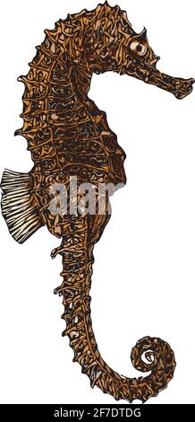 illustration du vecteur de cheval de mer sur fond blanc Illustration de Vecteur