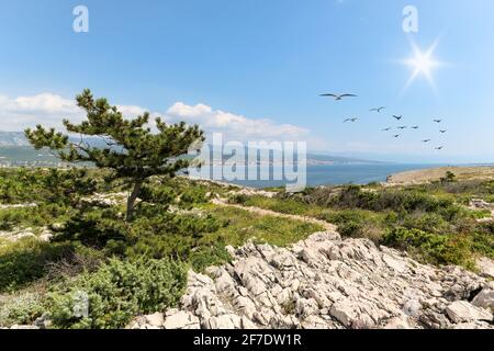 Vue de l'île de Krk avec côte rocheuse et pins à la côte dalmate près de Rijeka sur la mer Adriatique, Croatie Europe Banque D'Images