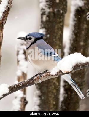 Oiseau de geai bleu perché sur une branche en hiver avec de la neige qui tombe et un fond flou dans son habitat avec des plumes bleues et blanches. Banque D'Images