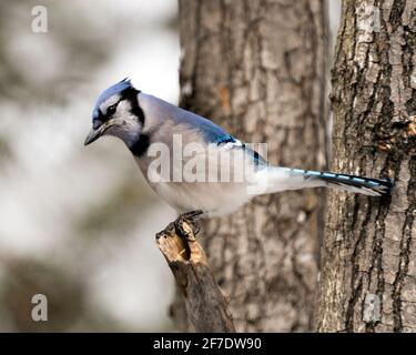 Oiseau de geai bleu perché sur une branche en hiver avec un arrière-plan flou dans son environnement et son habitat affichant des plumes bleues et blanches. Banque D'Images