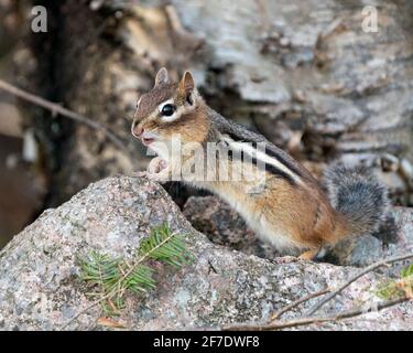 Profil de Chipmunk vue latérale sur une roche avec un arrière-plan flou montrant la bouche ouverte, la fourrure, la queue dans son environnement et son habitat. Banque D'Images